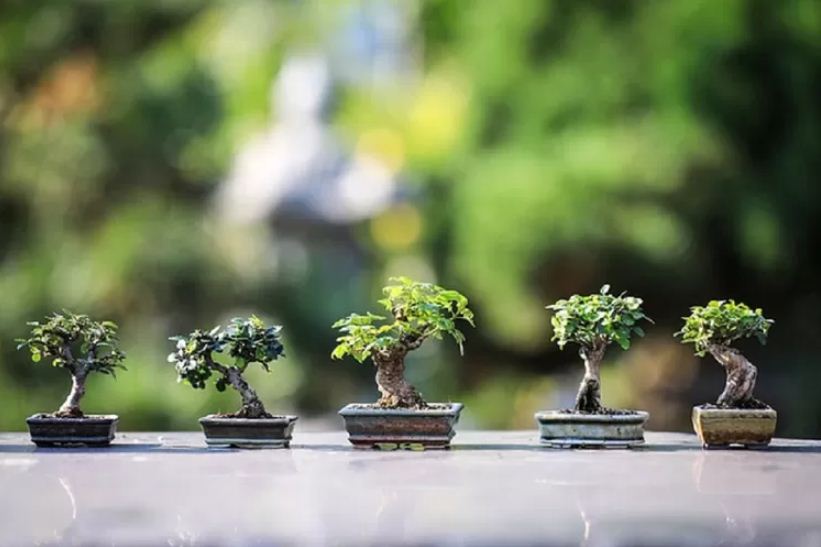 Ilustrasi perbedaan bonsai serut, ginseng, dan beringin.