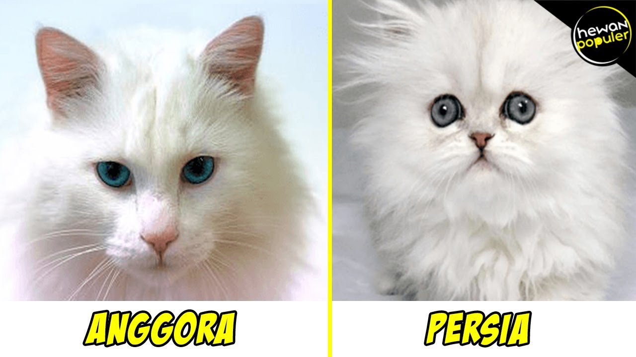 Ilustrasi perbedaan kucing anggora dan persia.