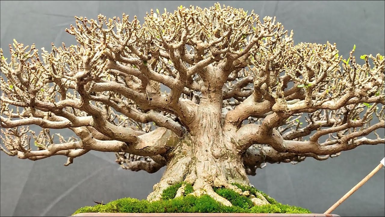 Salah satu bonsai terindah di Indonesia jenis anting putri.