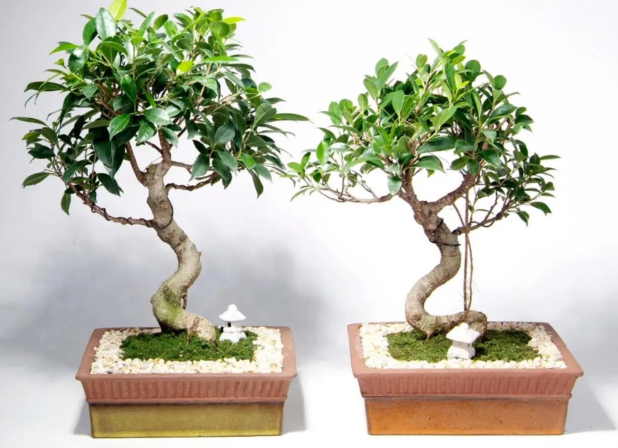 Ilustrasi bonsai beringin yang punya filosofi.