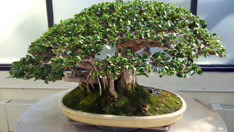 Ilustrasi bonsai kimeng cocok untuk pemula.