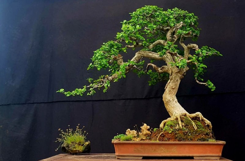 Bonsai serut cocok untuk pemula.
