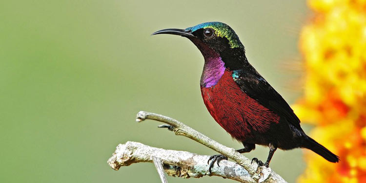 Ilustrasi burung kicau lokal.