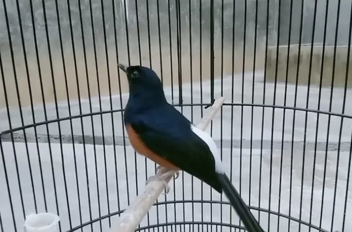 Ilustrasi burung kicau over emosi