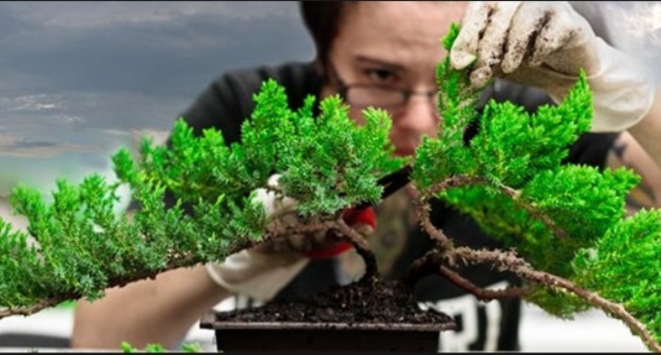 Ilustrasi kesalahan merawat bonsai.