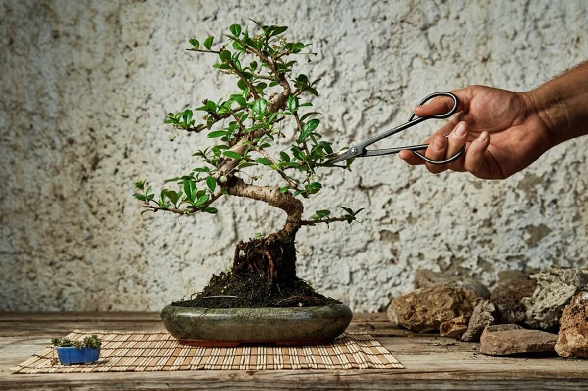 Ilustrasi memangkas bonsai dengan waktu yang tepat.