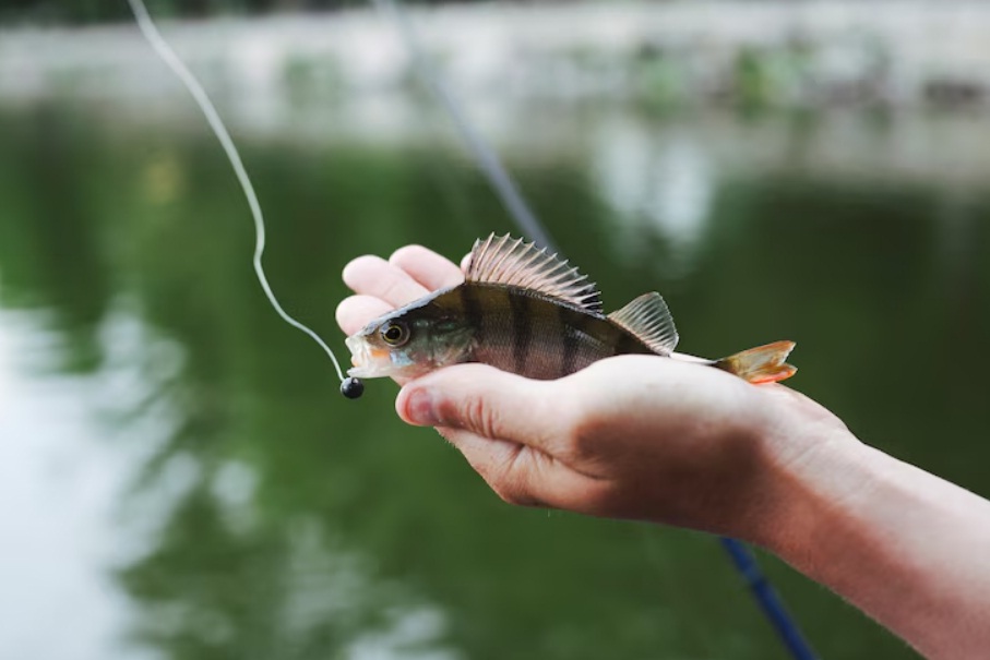 Ilustrasi microfishing yang seru dan murah.