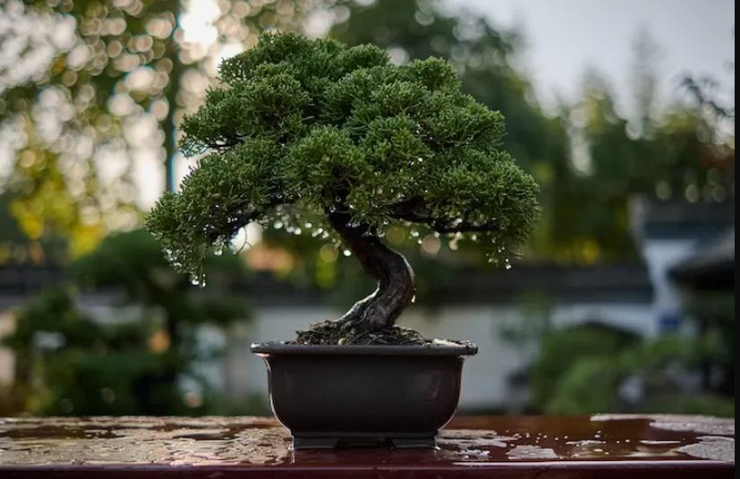 Ilustrasi bonsai diletakkan di teras rumah.