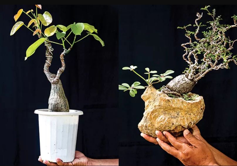 Ilustrasi memilih pot bonsai yang tepat.