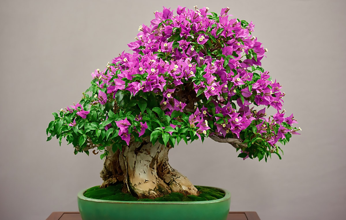 Bougenville salah satu tanaman lokal cocok jadi bonsai.