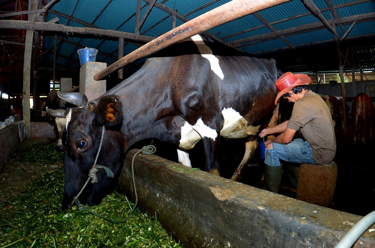 Dulu tak punya modal, kini Tommy punya pakan ternak 15 ton per bulan. FOTO: BRI
