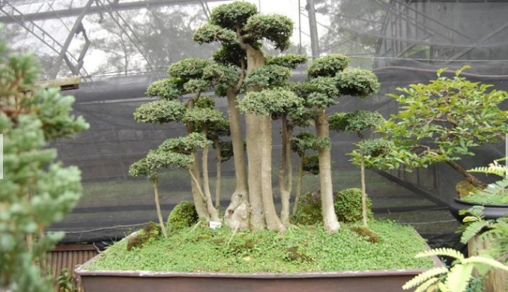 Ilustrasi bonsai serut.