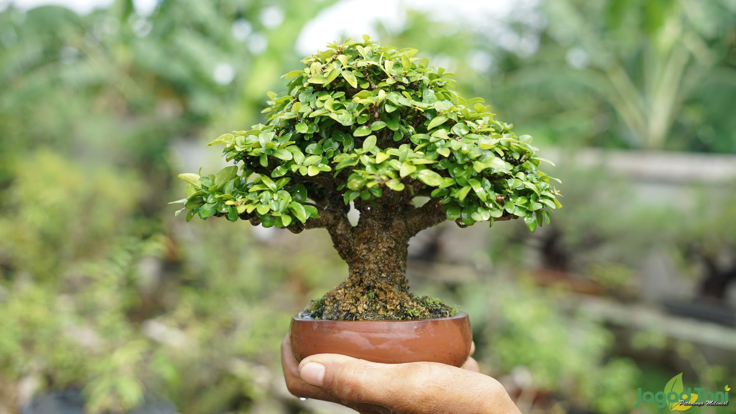 Ilustrasi menanam bonsai dari awal.