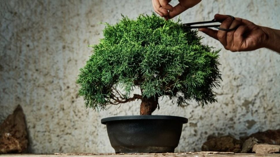 Ilustrasi perawatan bonsai.