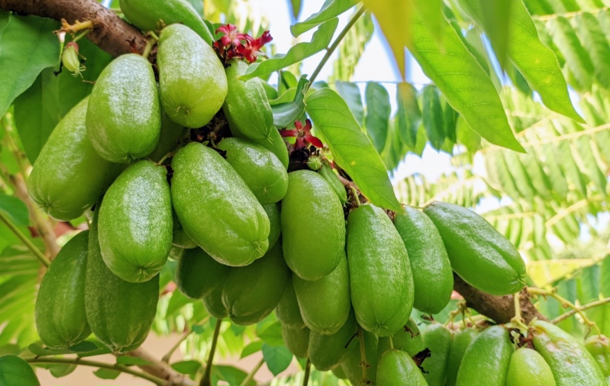 Minuman jahe belimbing wuluh bantu redakan batuk, jaga gula darah, dan imun tubuh.