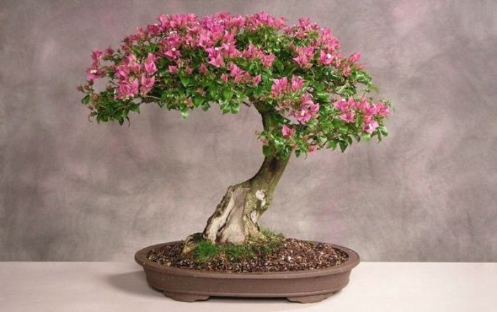 Ilustrasi bonsai asoka untuk pemula.