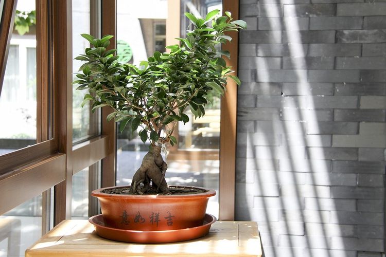 Ilustrasi perawatan bonsai ditinggal liburan.