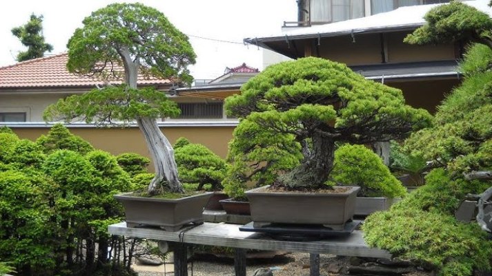 Ilustrasi bonsai Jepang yang indah.