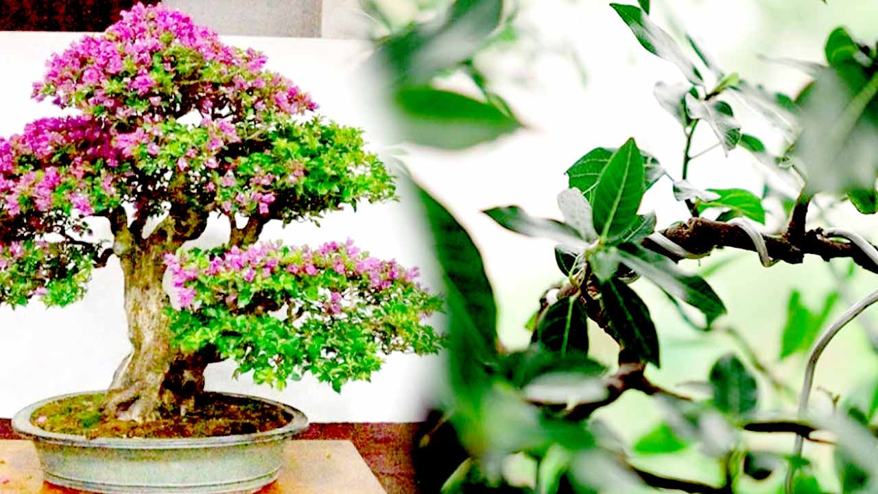 Ilustrasi bonsai dari tanaman liar.