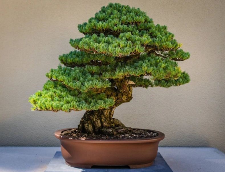 Ilustrasi bonsai termahal di dunia.