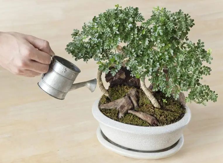 Ilustrasi membentuk bonsai agar rimbun.