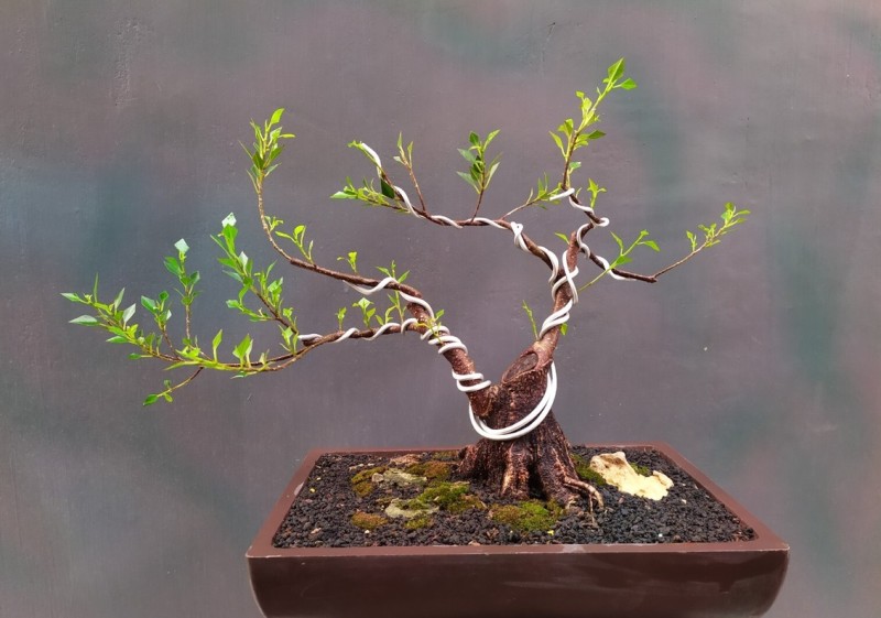 Ilustrasi melilit kawat bonsai yang rapi dan aman.