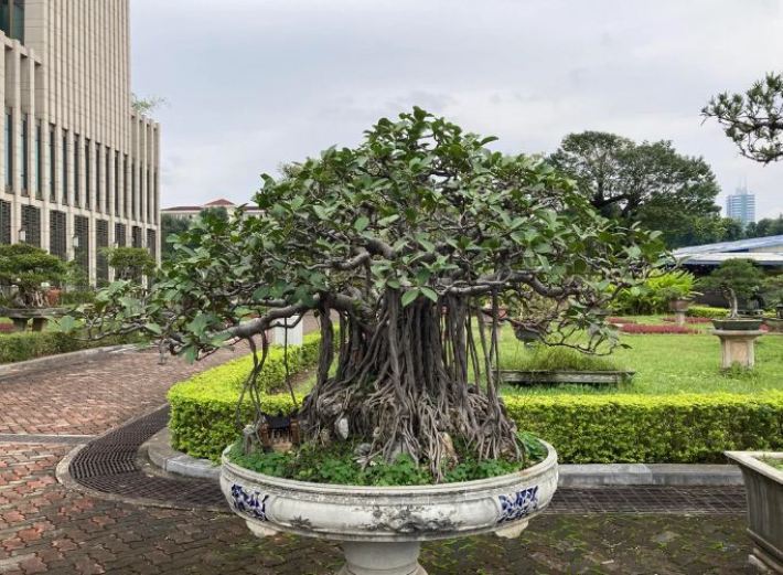 Ilustrasi akar bonsai muncul di atas tanah.