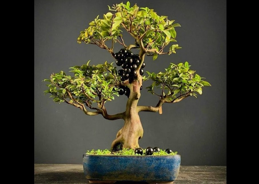 Ilustrasi bonsai anggur yang enak dimakan.
