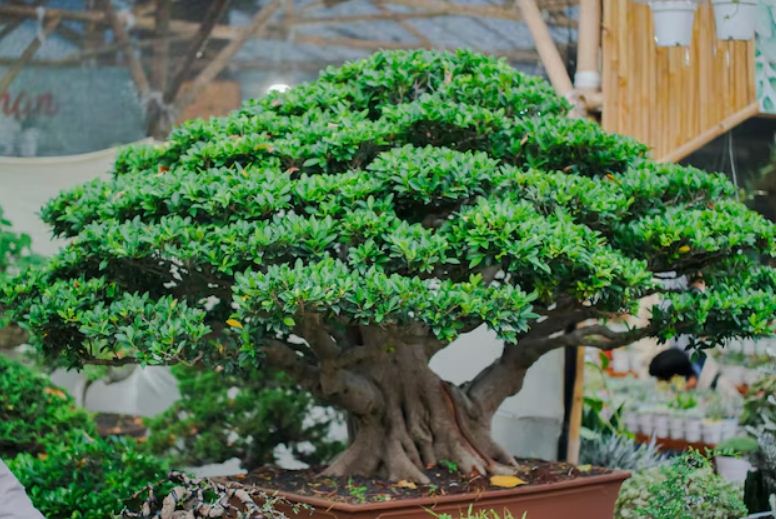 Ilustrasi bonsai beringin yang indah dan sehat.