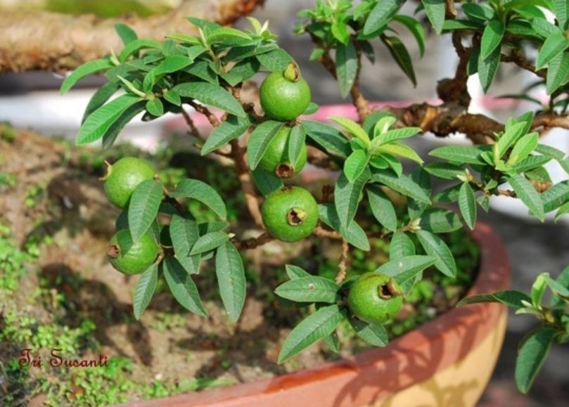 Ilustrasi bonsai jambu biji yang bisa berbuah.