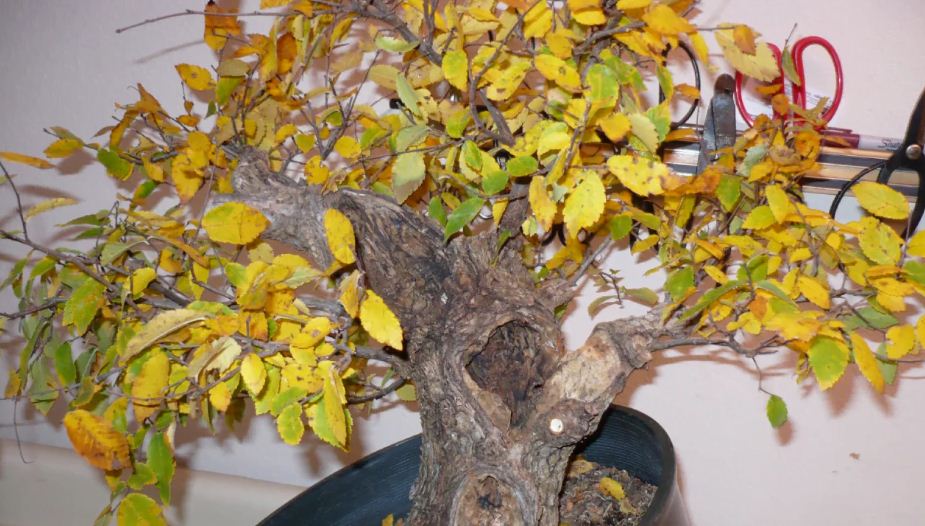 Ilustrasi daun bonsai layu dan menguning.
