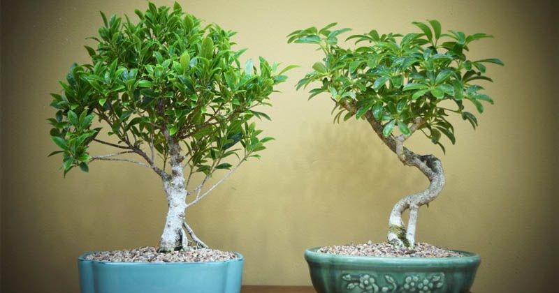 Ilustrasi merawat bonsai tanpa kawat.