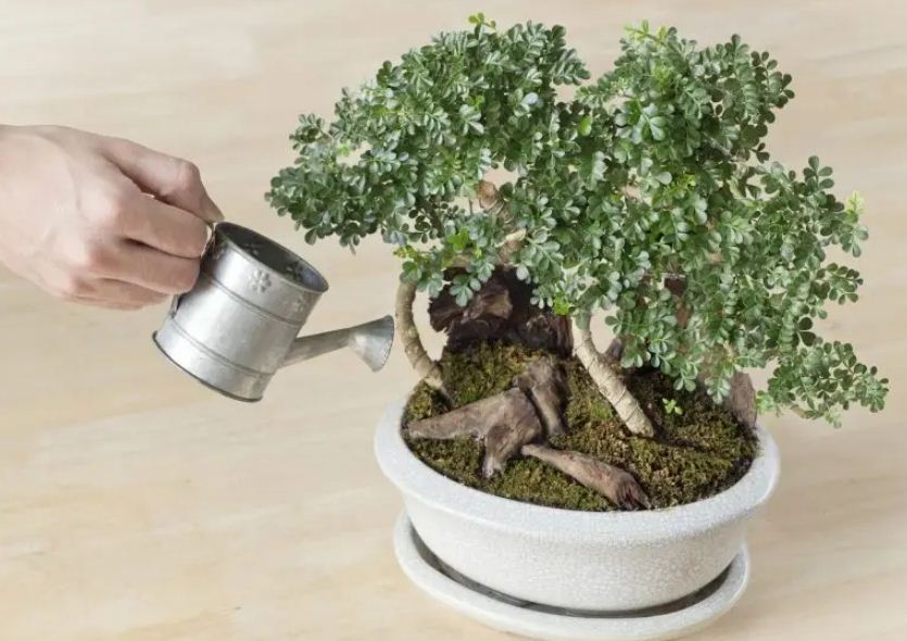 Ilustrasi menyiram bonsai yang benar.