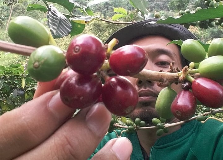 Penjualan kopi dari lereng Lawu Magetan diminati pasar luar daerah. AJI PUTRA/RADAR MAGETAN