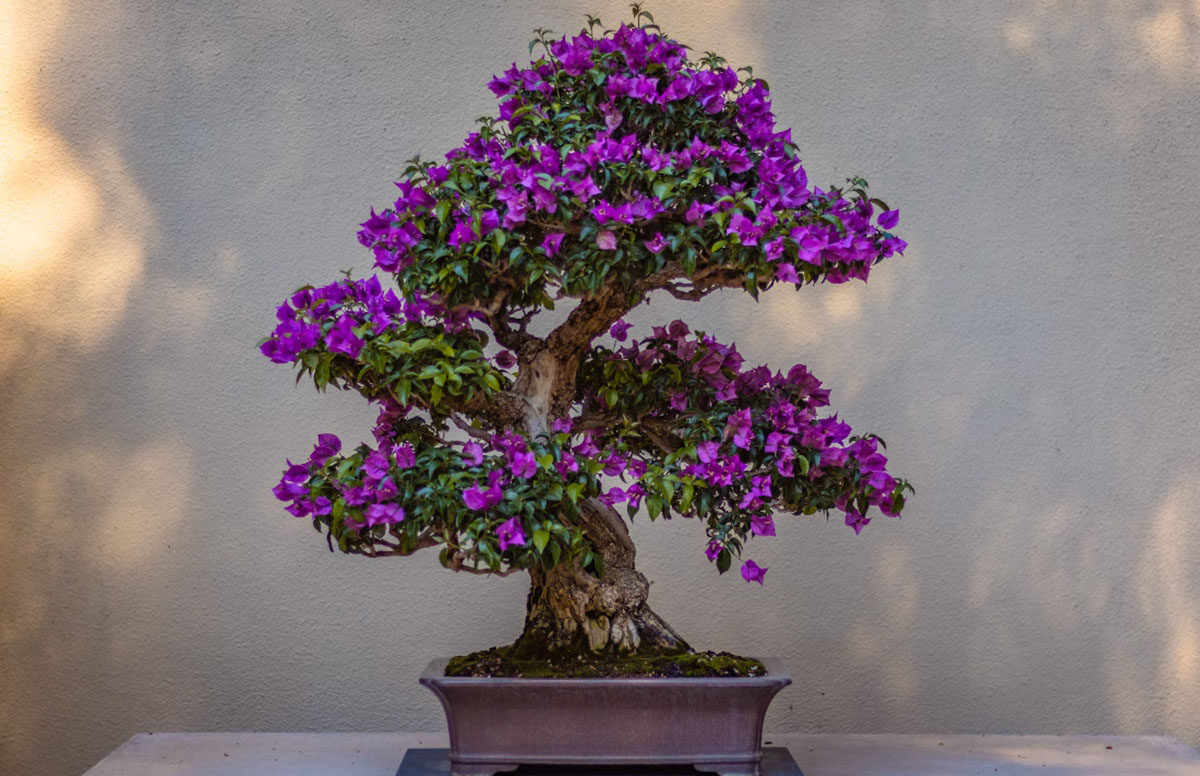 Ilustrasi bonsai bougenville yang cantik.