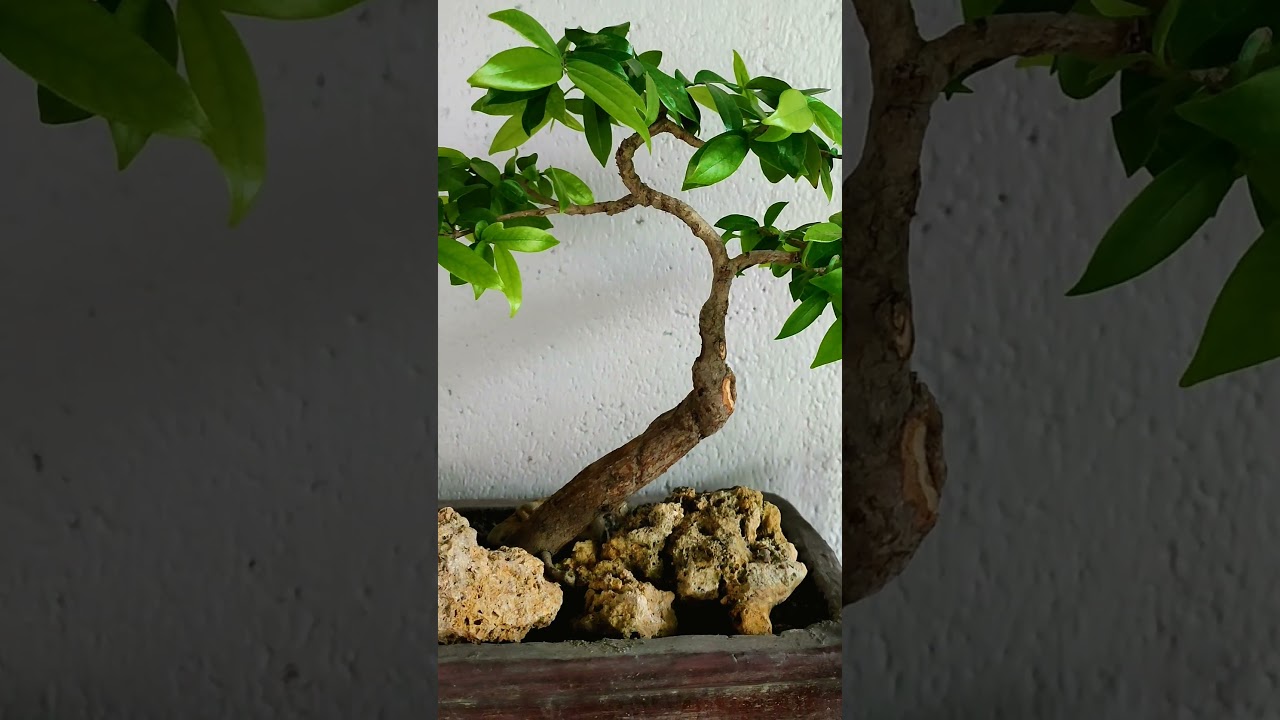 Ilustrasi bonsai herbal salah satunya kunyit.