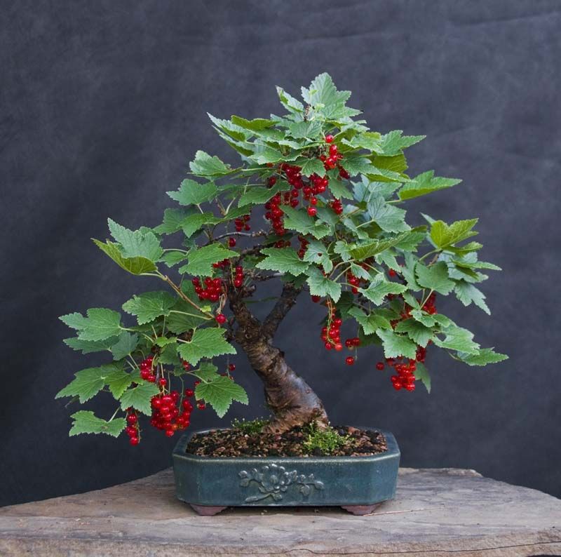 Bonsai murbei cocok untuk pemula.