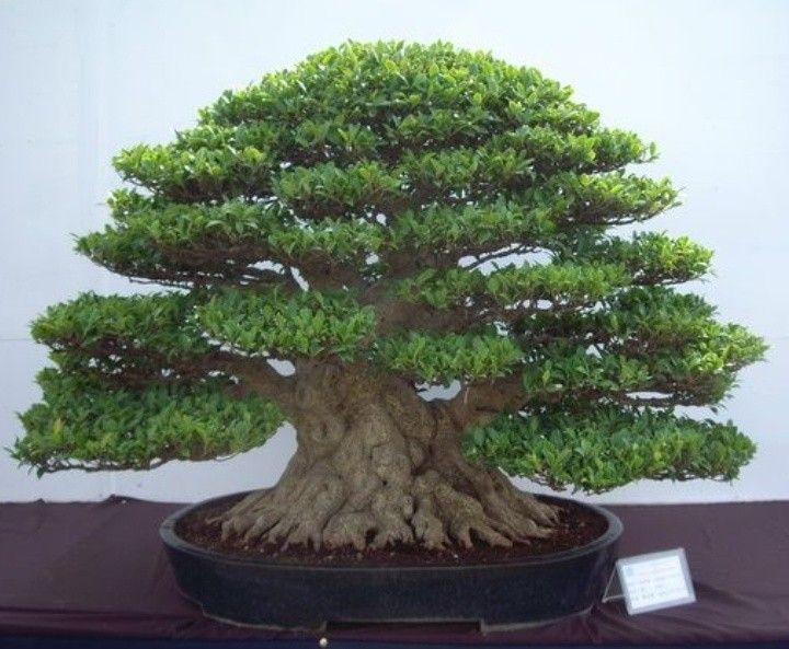 Ilustrasi bonsai simetris dan proporsional.