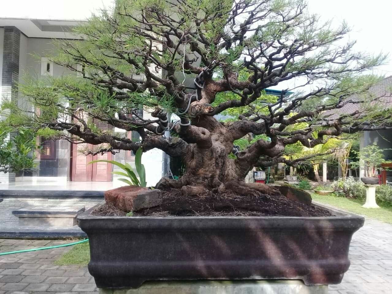 Ilustrasi bonsai cemara udang.