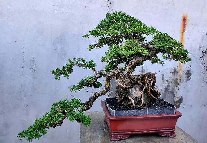 Ilustrasi bonsai santigi yang punya nilai jual tinggi.