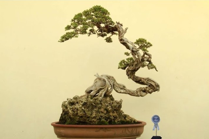 ilustrasi bonsai bunjin yang artistik.