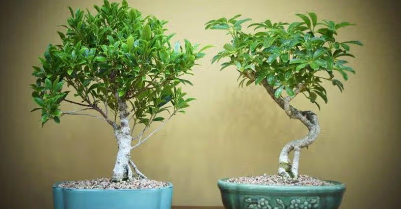 Ilustrasi gaya bonsai populer.