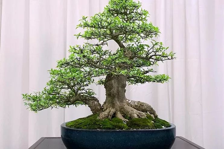 Anting putri salah satu bonsai favorit kolektor.