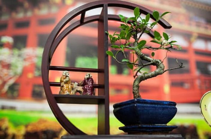 Bonsai dalam budaya Jepang bukan hanya hobi dan seni.