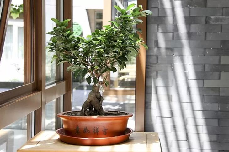 Ilustrasi penempatan bonsai di rumah.