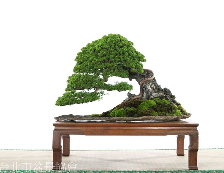 Ilustrasi bonsai Taiwan yang lekukan batangnya cukup ekstrem.