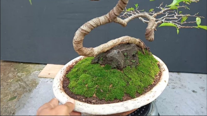 Ilustrasi bonsai yang ditumbuhi lumut,