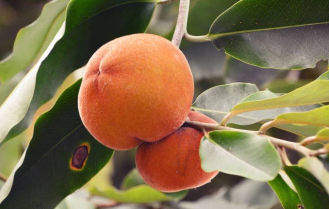 Buah Mentega atau Bisbul