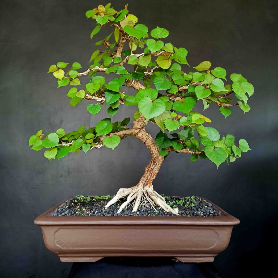 Bonsai waru disukai penggemar tanaman hias mini baik pemula atau kolektor.