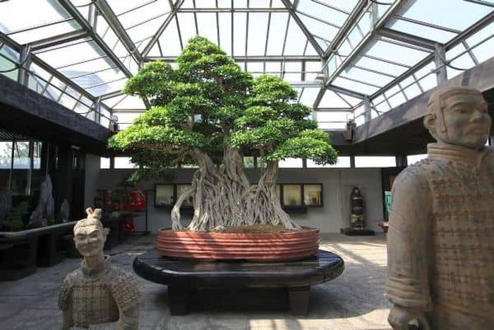 Bonsai Ficus retusa Linn berusia seribu tahun.